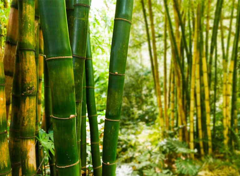 Bambu - Naturalmente